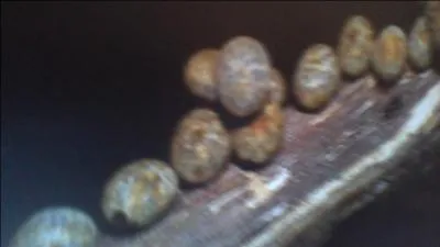 Où les papillons pondent-ils leurs ufs ?