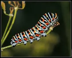 Combien de pattes a une chenille ?