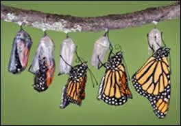 Que fait le papillon sur sa feuille ?