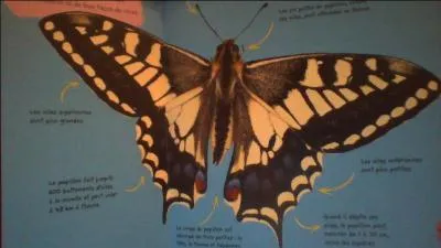 À quoi servent ses antennes ?