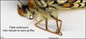 Combien de pattes a le papillon ?