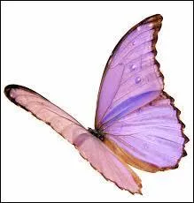 Combien de battements d'ailes fait le papillon par minute ?