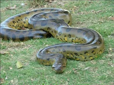 L'anaconda est un reptile pouvant mesurer plus de 4 mètres de long.