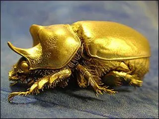 Le scarabée doré du Canada est un reptile ne dépassant pas les 2 cm.