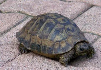 La tortue luth est un reptile en voie de disparition.
