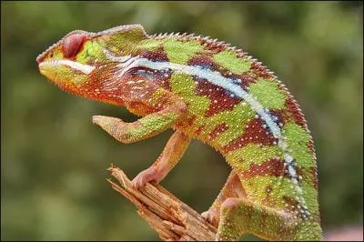 Le caméléon peut changer :