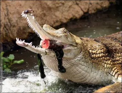 Quelle réponse ne désigne pas un crocodile ?