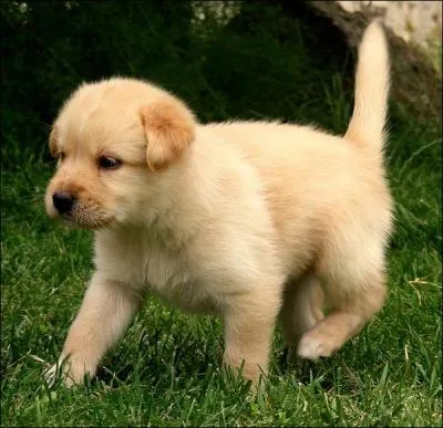 Quelle est la race de ce chiot ?