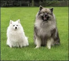 Quelle est la race de ce chiot ?