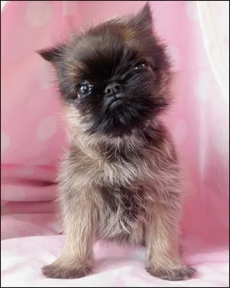 Quelle est la race de ce chiot ?