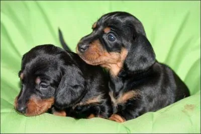 Quelle est la race de ce chiot ?