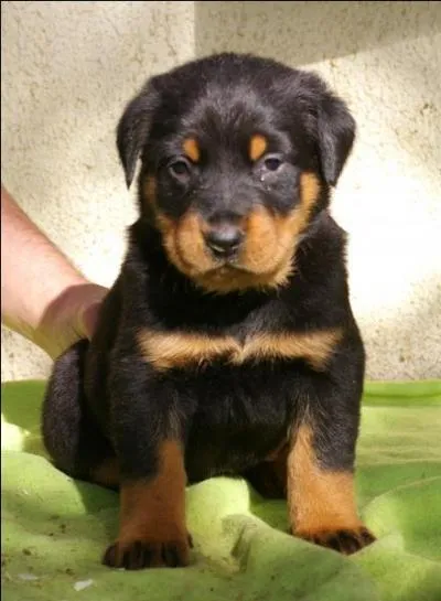 Quelle est la race de ce chiot ?