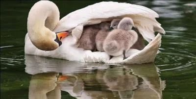 Trouvez le titre d'un opéra !