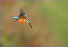 Quel est cet oiseau qui fond sur sa proie ?
