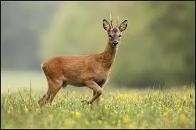 Choisissez la bonne orthographe pour le mot ayant le sens de vanne, en langage littéraire.