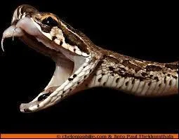 Que font les vipères, au sens propre ?