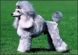 Quelle est cette race de chiens ?