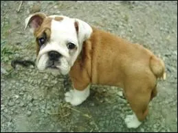 Quelle est cette race de chiens ?