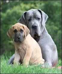 Quelle est cette race de chiens ?