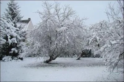 Comment s'appelle un lieu planté d'arbres fruitiers ?