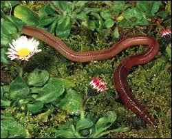 Apprendre ce que l'on veut savoir par d'adroites questions.