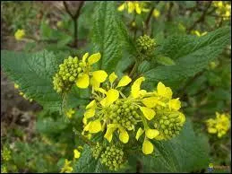 C'est une sensation au creux des narines qui risque d'exploser. Quel verbe ne peut convenir ?