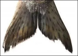 Expression réservée aux automobilistes.