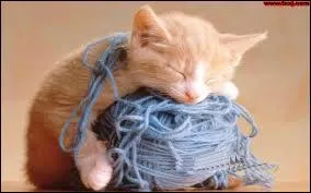 De quelle couleur les chats des sorcières sont-ils dans les légendes ?