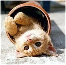 D'après un certain chat de gouttière, quelle est la particularité d'un chat ?