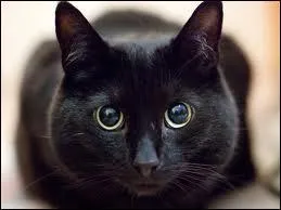 Que dit-on du chat ?