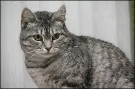 Dans la célèbre fable de Jean de la Fontaine, quel animal le chat rencontre-t-il ?