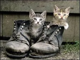 Dans quel dessin animé rencontre-t-on des Siamois ?