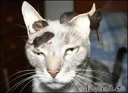 En 2015, quel est l'âge du plus vieux chat du monde ?