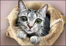 Qui a écrit "Comment penser chat" ?