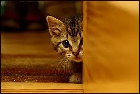 En allemand, comment traduiriez-vous "le chat" ?