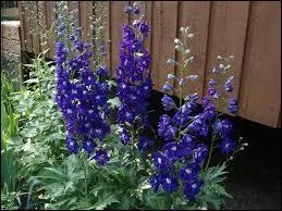 Quel est le nom de cette fleur ?