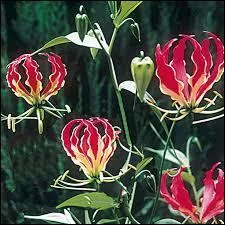 Cette plante porte le nom de ...