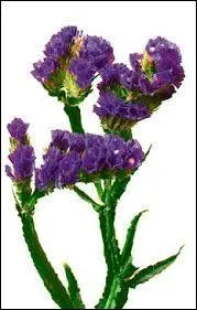 Voici une branche de ...