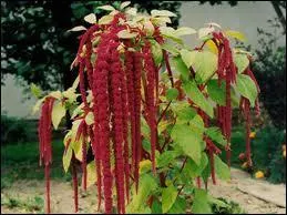 On la connait aussi sous le nom de Queue de renard. Cette fleur est ...