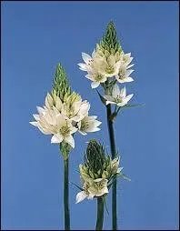 Comment appelle-t-on cette fleur ?