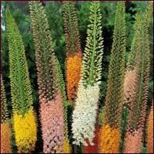 Et celles-ci, ce sont des ...