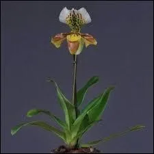 Plus connue sous le nom de Sabot de V&eacute;nus, le nom botanique de cette orchid&eacute;e est ...