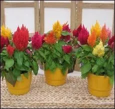 Ces trois petits pots comportent des ...