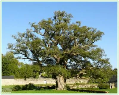 On détache par larges plaques, environ tous les dix ans, l'écorce...