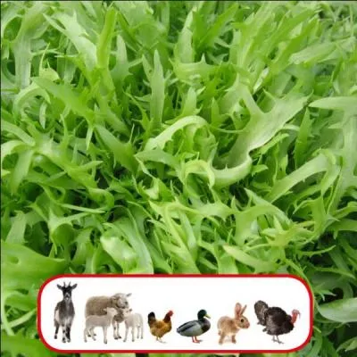 Connaissez-vous ces chicorées sauvages qu'on mange en salade, appelées...