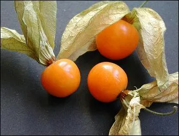 Goûtez ces fruits à la saveur acidulée, riches en bétacarotène. Ce sont... !