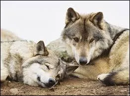 Quel est le petit du loup ?