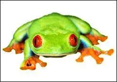 Quel est le petit de la grenouille ?