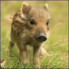 Quel est le petit du sanglier ?