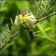 Quel est le petit de l'oiseau ?